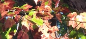 Enlarge photo 163