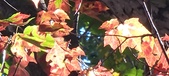 Enlarge photo 170