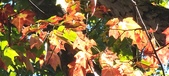 Enlarge photo 169