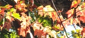 Enlarge photo 167