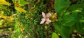 Enlarge photo 177