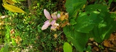 Enlarge photo 175