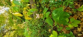 Enlarge photo 184