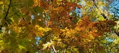 Enlarge photo 188
