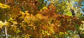 Enlarge photo 187