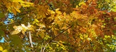 Enlarge photo 194