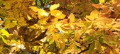 Enlarge photo 193