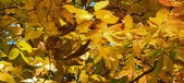 Enlarge photo 192