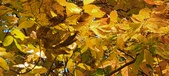 Enlarge photo 191