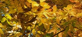 Enlarge photo 198