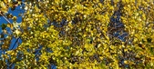Enlarge photo 197