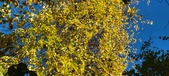 Enlarge photo 200