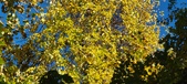Enlarge photo 199