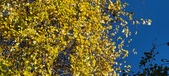 Enlarge photo 204