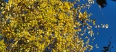 Enlarge photo 210