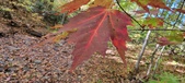 Enlarge photo 208