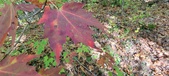 Enlarge photo 212
