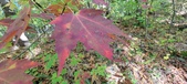 Enlarge photo 211