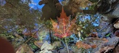 Enlarge photo 218