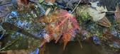 Enlarge photo 217