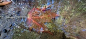 Enlarge photo 215