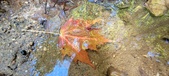 Enlarge photo 221
