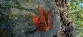 Enlarge photo 225