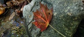 Enlarge photo 224