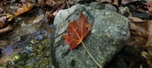 Enlarge photo 223