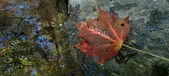 Enlarge photo 227