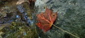Enlarge photo 228