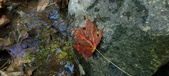 Enlarge photo 229