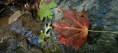 Enlarge photo 231
