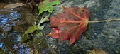 Enlarge photo 232