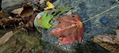 Enlarge photo 234