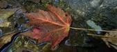 Enlarge photo 237