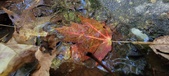 Enlarge photo 238