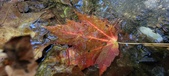 Enlarge photo 239