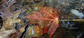 Enlarge photo 240
