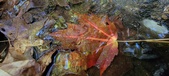 Enlarge photo 241