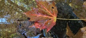 Enlarge photo 242