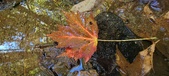 Enlarge photo 243