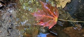 Enlarge photo 244