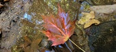 Enlarge photo 245