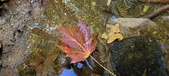 Enlarge photo 246