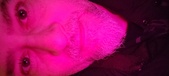 Enlarge photo 235