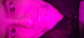 Enlarge photo 240