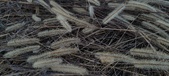 Enlarge photo 158