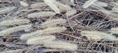 Enlarge photo 159
