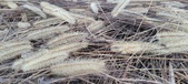 Enlarge photo 160